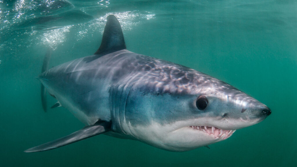 An underwater photo of a Mako Shark for our blog post Cool Local Adventures with Atlantic Shark Expeditions