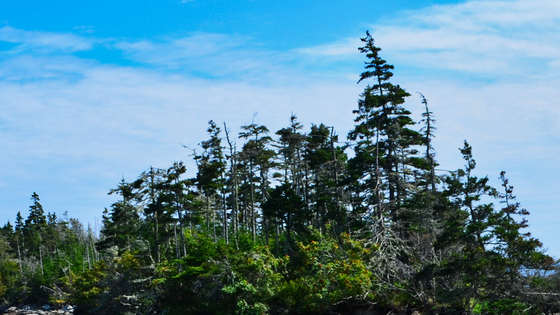 Evergreen content post: a photo of evergreen trees, likely spruce, in Nova Scotia