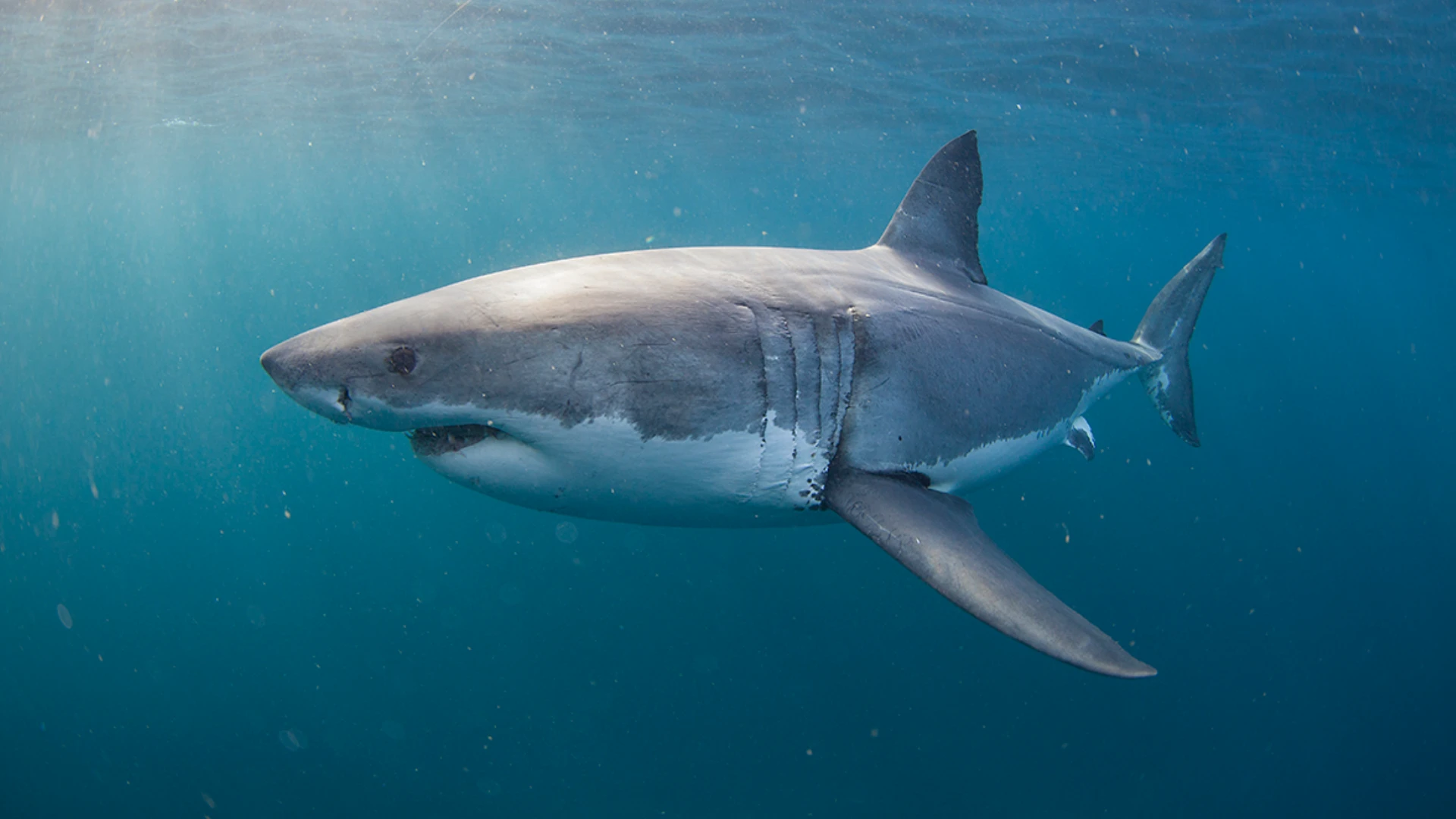 Great White Shark swimming in the Atlantic Ocean